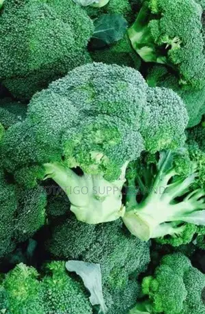 Broccoli Green-1pc