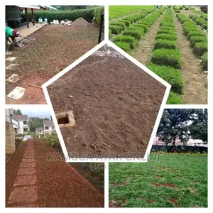 Paspalum Grass for Sale