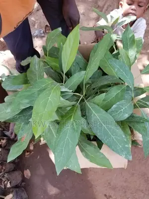 Apple Tree Seedlings
