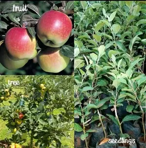 Apple Tree Seedlings