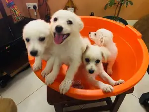 White Active Japanese Spits Puppies