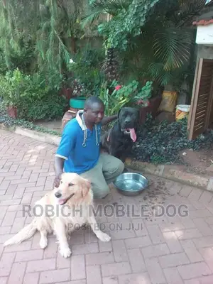 Dog Training and Grooming Services