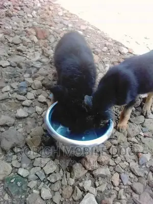 Dog Training and Grooming Services