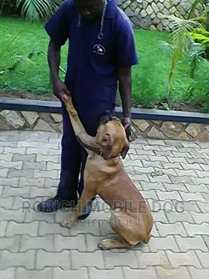 Dog Training and Grooming Services