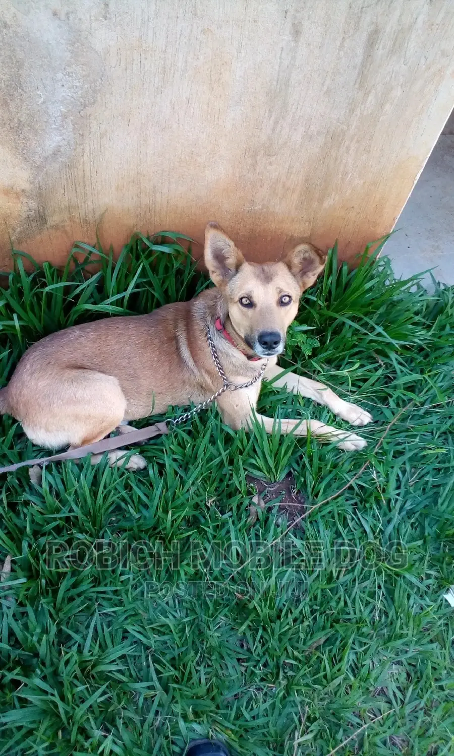 Dog Training and Grooming Services