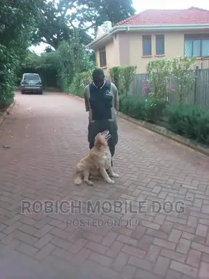 The Canine Trainer