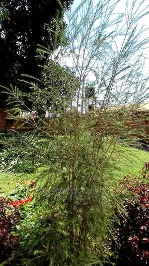 Landscaping Services