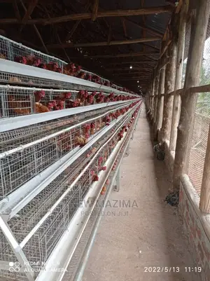 Poultry Farm on Two Acres on Quicksale in Mukono Kayunga