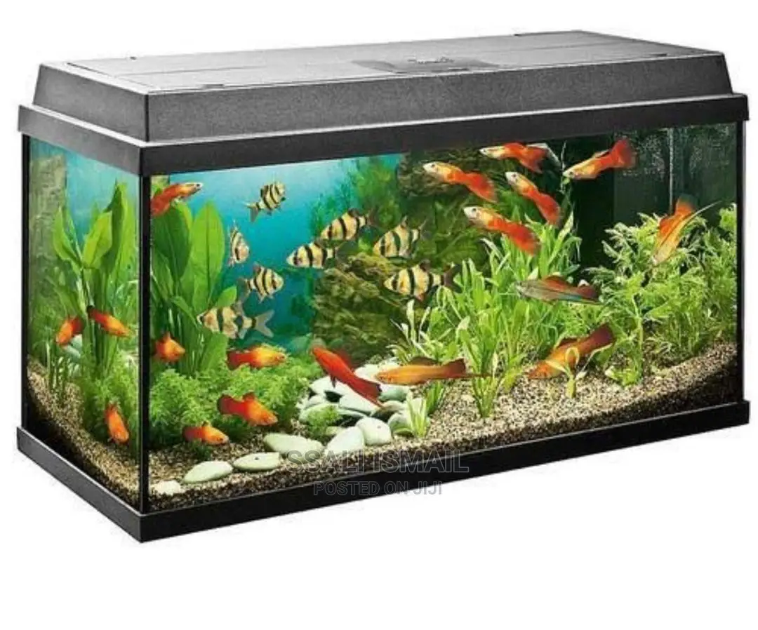 Beautiful Aquarium With Platies Fish Spices