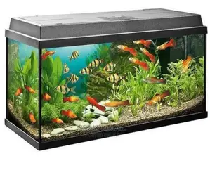Beautiful Aquarium With Platies Fish Spices