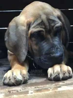 3-6 Month Male Purebred Boerboel