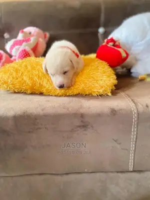 1-3 Month Male Purebred Labrador Retriever