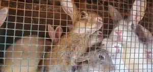 Rabbits And Rabbit Urine