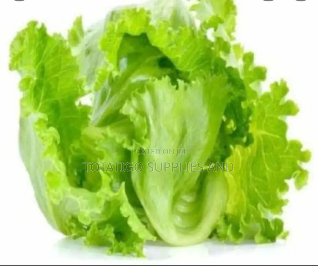 Lettuce Fresh-1pc