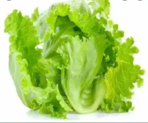 Lettuce Fresh-1pc