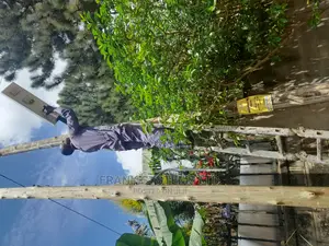 Stand Alone Solar Lights