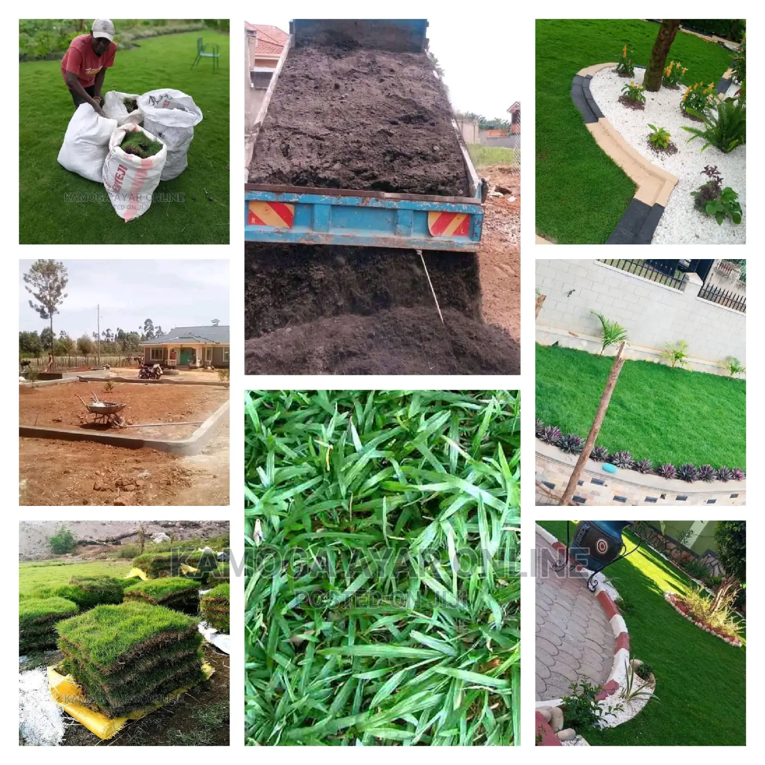 Lawn Paspalum Grass (Zimbabwe)