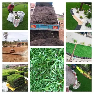 Lawn Paspalum Grass (Zimbabwe)