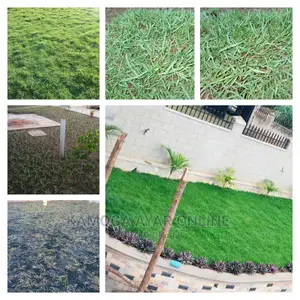 Zimbabwe Paspalum Grass Carpet