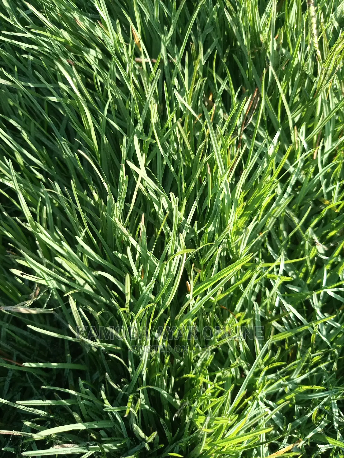 Paspalum Grass Carpet