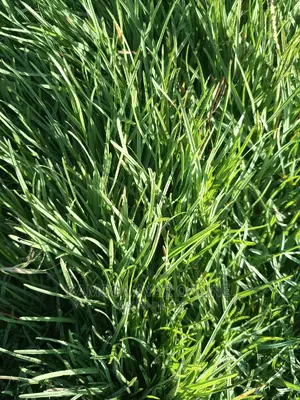 Paspalum Grass Carpet