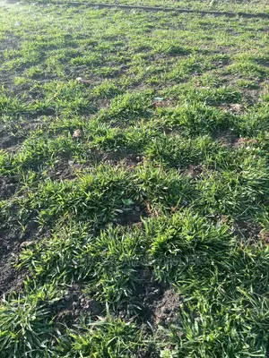 Natural Grass Carpets.