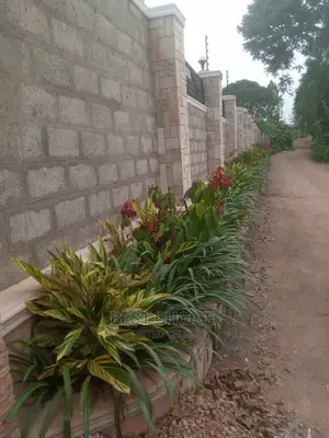 Gardening, Beautiful Plants, Land Scraping, Compound Designs