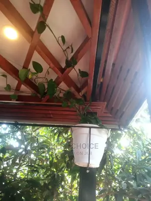 Gardening, Beautiful Plants, Land Scraping, Compound Designs