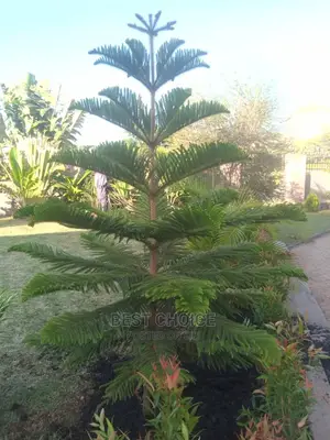 Gardening, Beautiful Plants, Land Scraping, Compound Designs