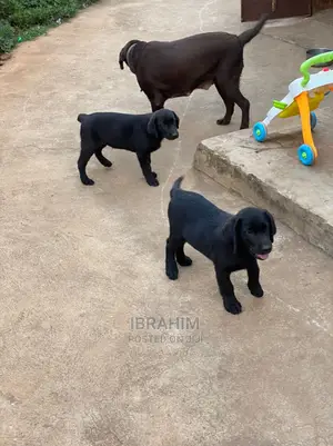 1-3 months Male Purebred Labrador Retriever