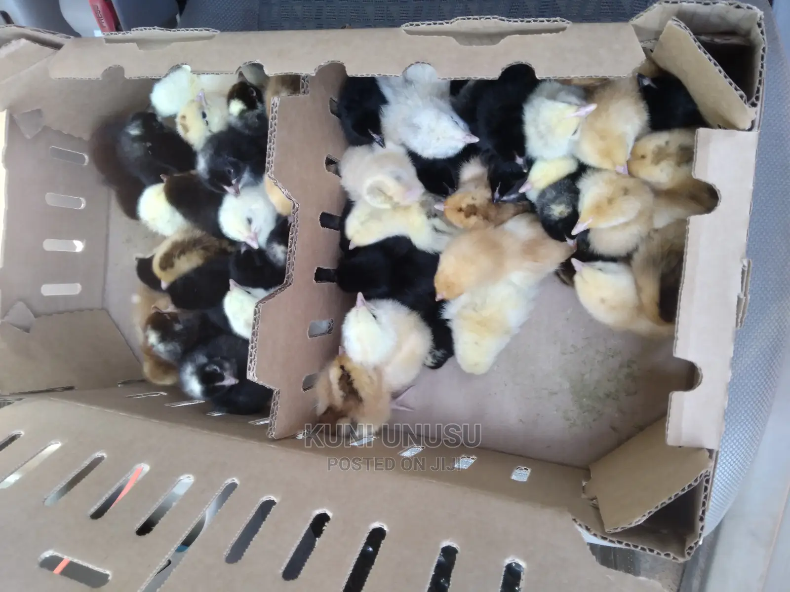 One Day Old Kroilers Chicks