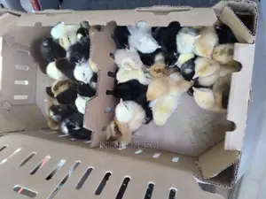 One Day Old Kroilers Chicks
