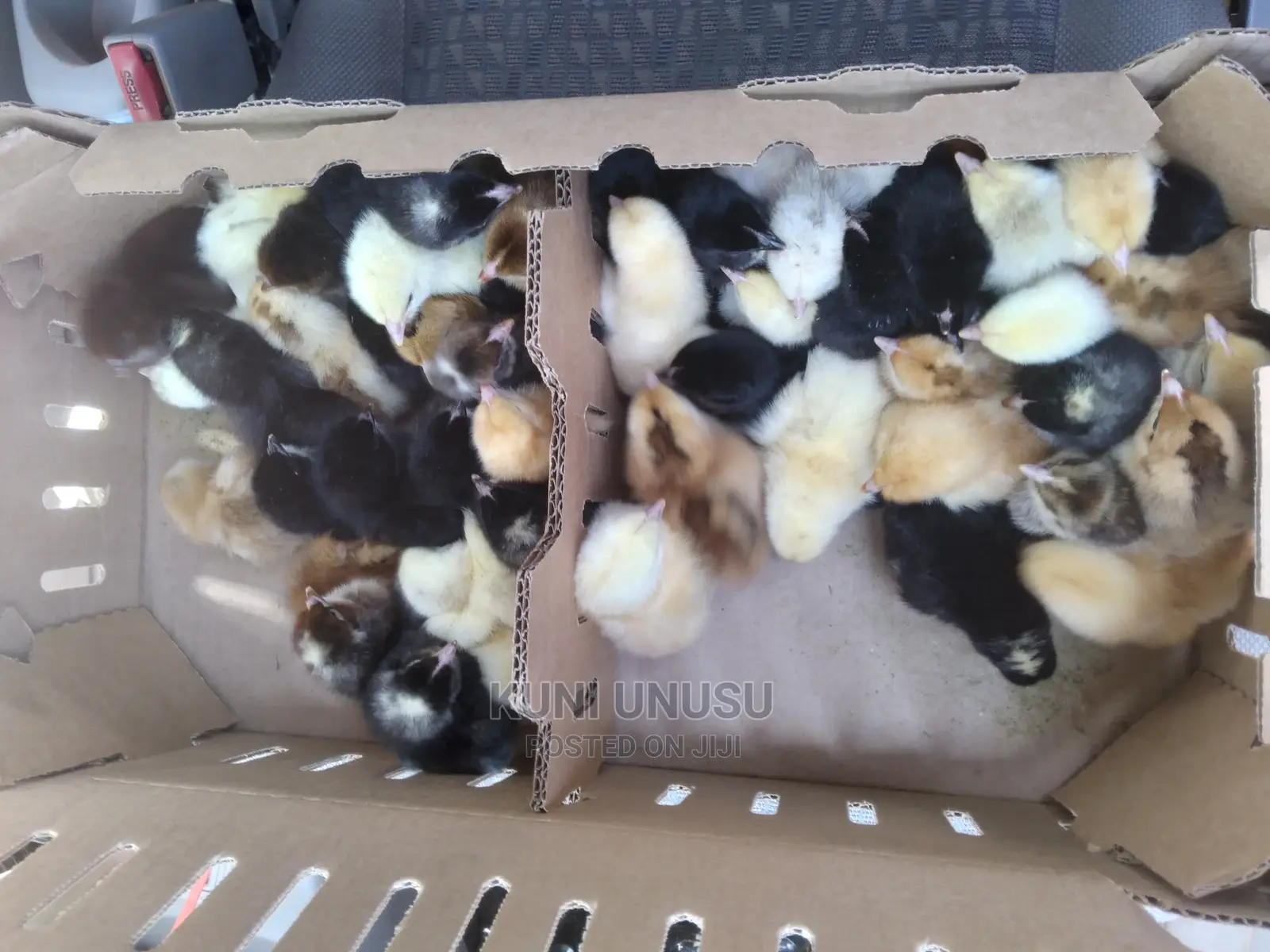 One Day Old Kroilers Chicks