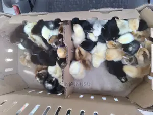 One Day Old Kroilers Chicks