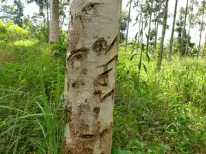 Eucalyptus Trees Sitted on 4acres