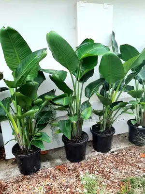 Bird of Paradise