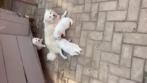 1-3 Month Male Purebred Japanese Spitz