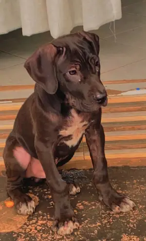 3-6 Month Male Purebred Boerboel