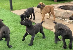 1-3 Month Male Purebred Boerboel