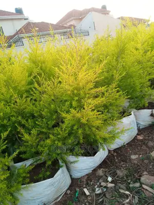 The Best Flowers and Plants Available at Our Garden.
