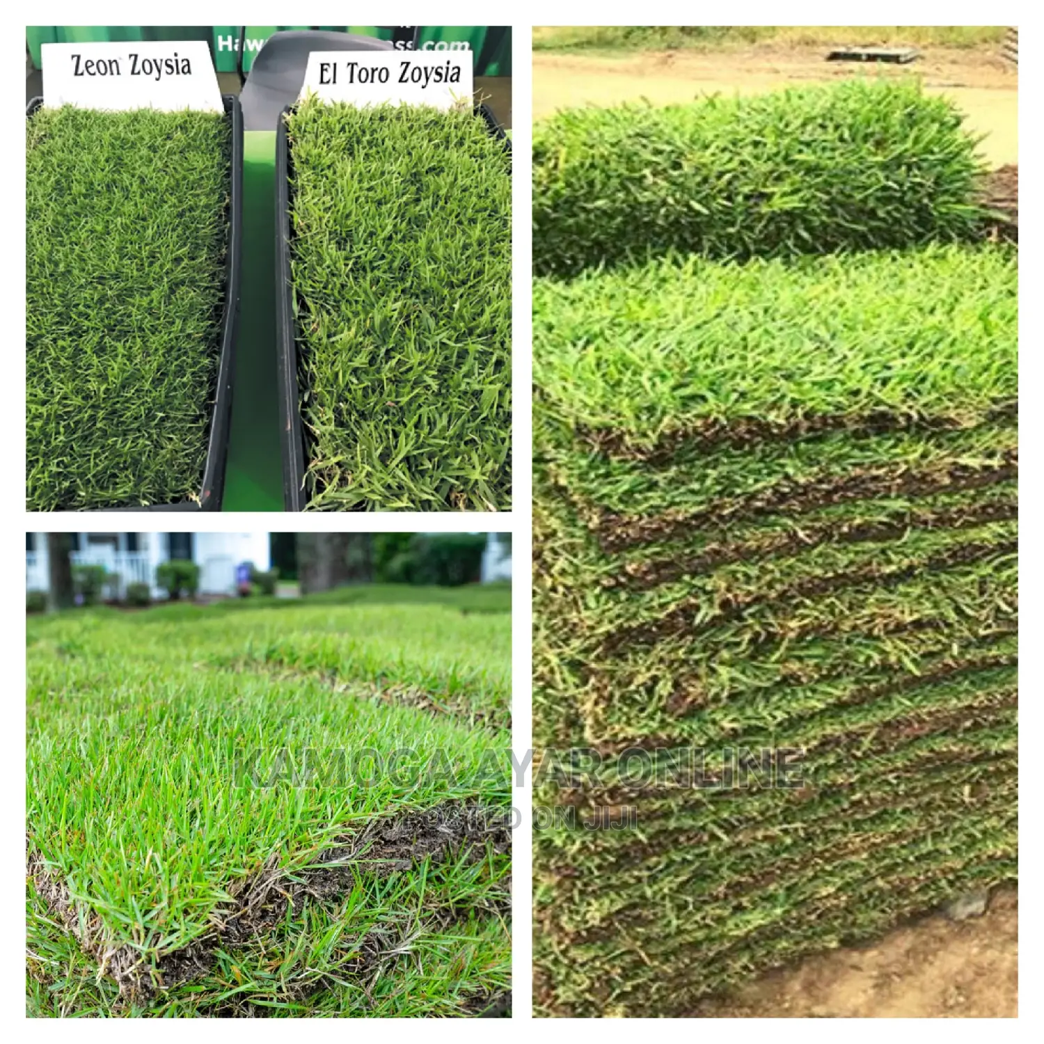Hybrid Paspalum Grass+
