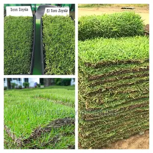 Hybrid Paspalum Grass+