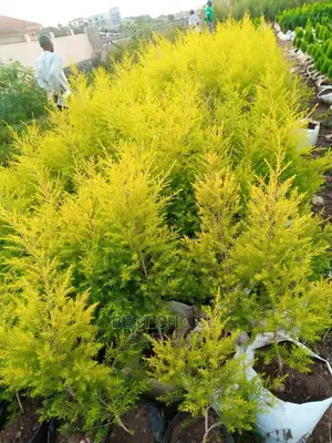 Gardening Plants/Flowers