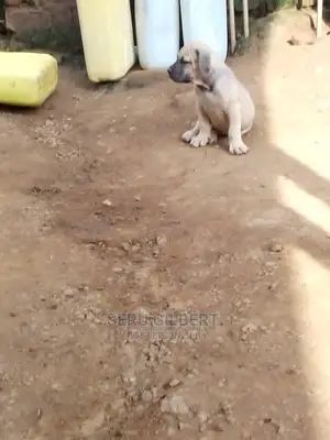 1-3 Month Female Purebred Boerboel