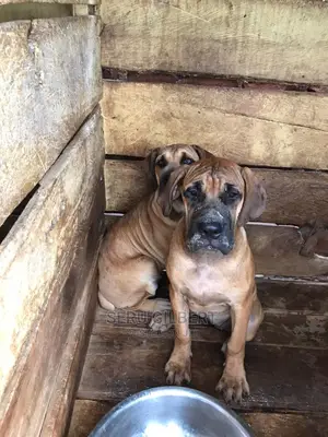 1-3 Month Male Purebred Boerboel