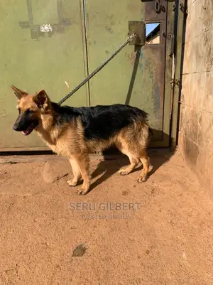 1+ Year Male Purebred German Shepherd