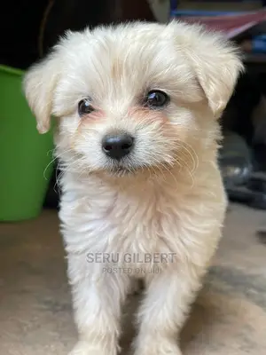1-3 Month Male Purebred Maltese