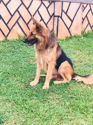 6-12 Month Female Purebred German Shepherd