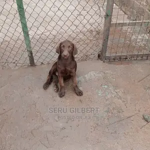 1-3 Month Female Purebred Labrador Retriever