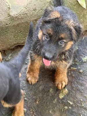 1-3 Month Male Purebred German Shepherd